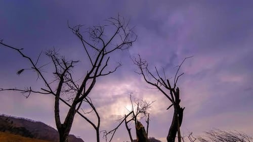 Time Lapse of Death Tree and Dry Yellow Grass at Mountian Landscape with Clouds and Sun Rays