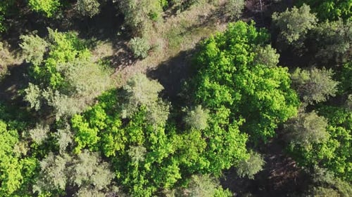 Aerial View Of Green Forest Landscape