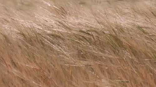 Golden Wheat Agriculture Field