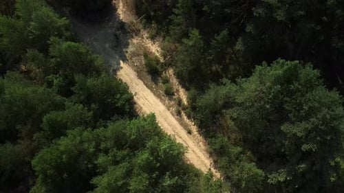 Country Road In A Pine Forest. Rotating Flight. Bialowieza Forest. Aerial Photography.