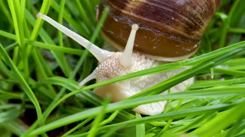 snail slowly moving in green grass, spring rainy day. snails coming out.beautiful close up 4k video