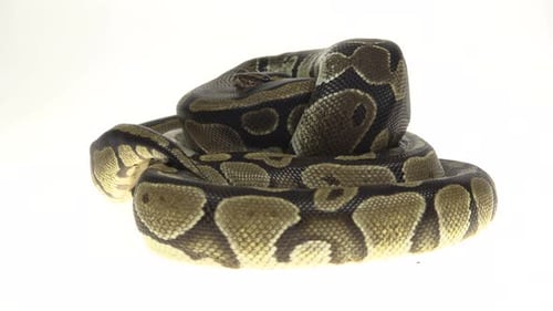 Royal Python o Python Regius aislado en estudio contra un fondo blanco.