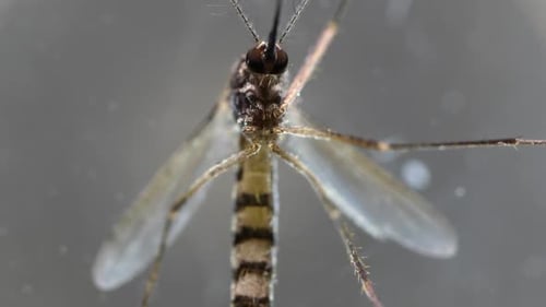 Mosquito Analysis
