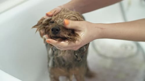 Small Yorkshire Terrier Dog Being Washed in Tub