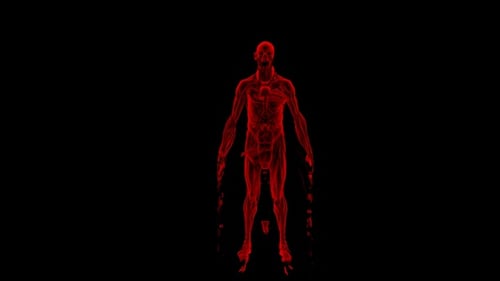 Red Human Anatomy 3D Hologram Assembly for Medical Education