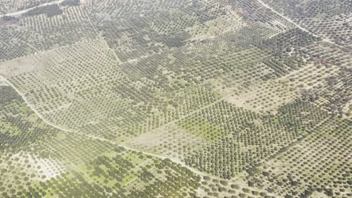 Field And Trees Aerial View 11