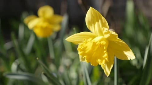 Shallow DOF early spring plant Pseudonarcissus 4K 2160p 30fps UltraHD footage - Close-up of gard