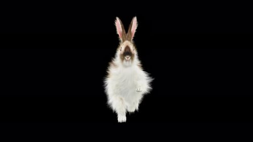 Realistic Rabbit Running Animation Loop on Transparent Background
