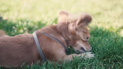 Adorable Funny Longhair Dog Chihuahua Playing with a Stick in Park