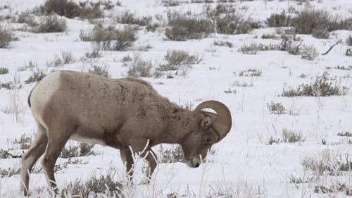 Bighorn Sheep Foraging in Snowy Winter Wilderness