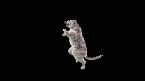 Weißer Tiger tanzt HD