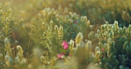 Blooming Motley Grass and Wild Flowers in Beautiful Meadow in Summer Morning Closeup Prores