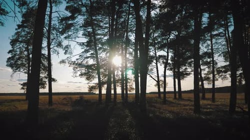 Fantastic Landscape Sun in the Wood Between the Pine Trees.