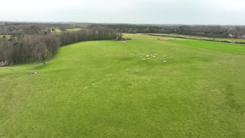 Aerial View of Herd of Cows Grazing on Farmland Field