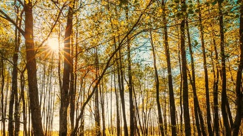 Hyperlapse Bright Sun brille à travers les arbres Forêt de feuillus