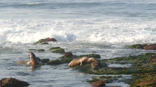Sea Lions on Rocks in La Jolla. Playful Wild Eared Seals Crawling on Stones and Seaweed. Pacific