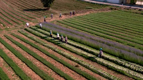 Lavender Growing Harvesting