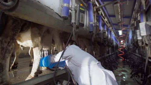 Cow milking, milking device.
