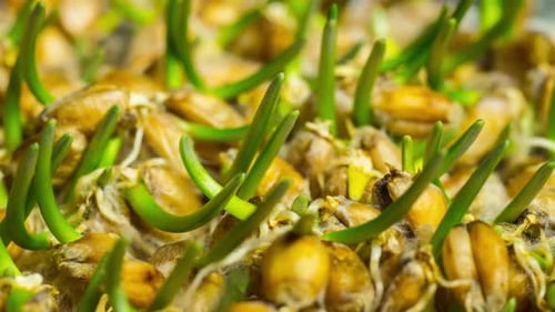 Sprouting Grains Close Up