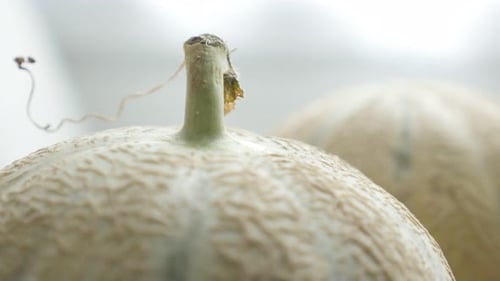 Close Up of Cantaloupe Melons with Textured Surface
