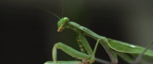 Macro shot of the praying mantis moving its head on a green bokeh background