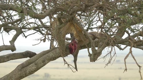 Leopard eating in a tree