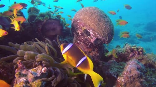 Clownfish and Red Sea Fishes