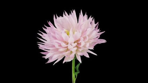 Pink and White Dahlia Flower Blooming on Black