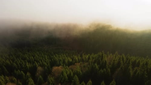 Aerial View of Bright Foggy Morning Over Dark Mountain Forest Trees at Autumn Sunrise