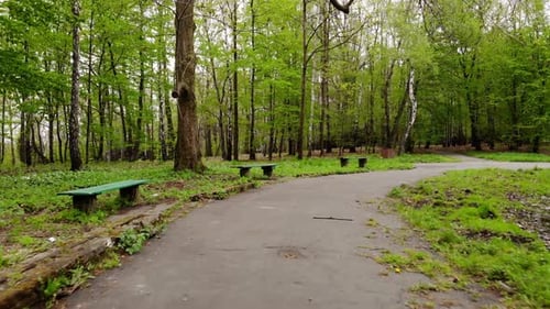Park alley in early spring.