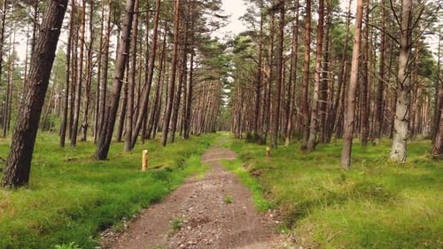 AERIAL: Flying Close to the Ground Through the Forest on a Sunny Day