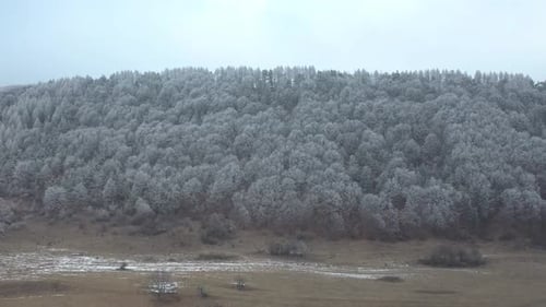 Wald im Winter