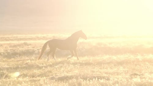 Wild horse runs through a field and past the sun peaking over mountain top