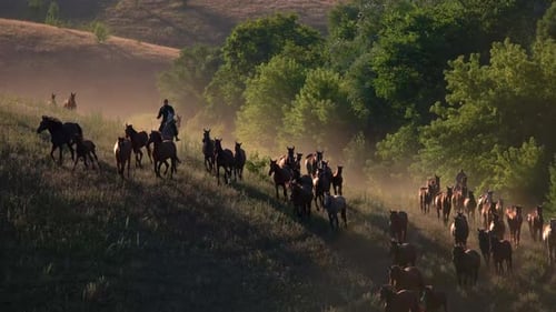Wild Horses Running Down Grassy Hill at Sunrise