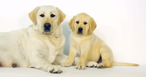 Gelber Labrador Retriever, Hündin und Welpe auf weißem Hintergrund, Normandie, Zeitlupe 4K
