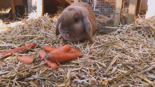 Brown Bunny Eating Carrots on Straw Indoors