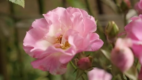 Flower details of decorative climber Rose close-up slow motion 1920X1080 HD footage - Shallow DOF