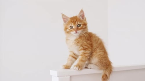Cute Orange Kitten Sitting on Ledge Indoors