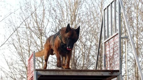 Belgian Shepherd Dog on Training Platform