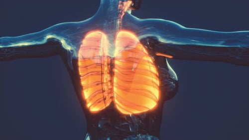 Futuristic Glowing Human Lungs Medical Scan Animation