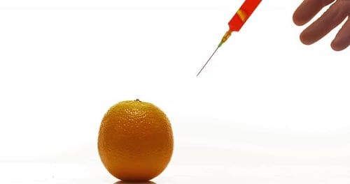 Syringe injecting Treatment into Orange, citrus sinensis, Fruit against White Background