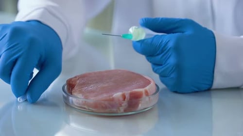Gloved Hand Injecting Meat Sample in Petri Dish