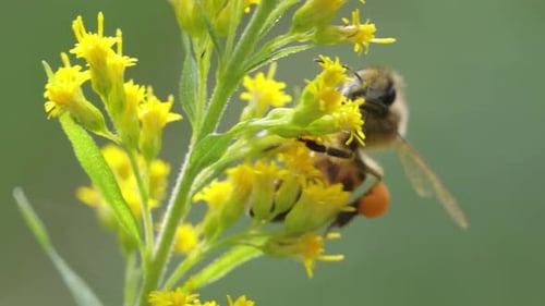 Bee Pollinating and Collects Nectar From the Flower of the Plant