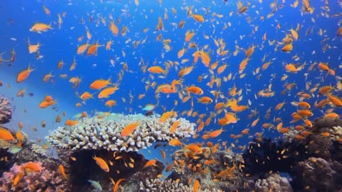 Colorful Fish on Vibrant Coral Reef