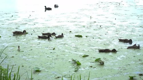 Enten schwimmen im Teich