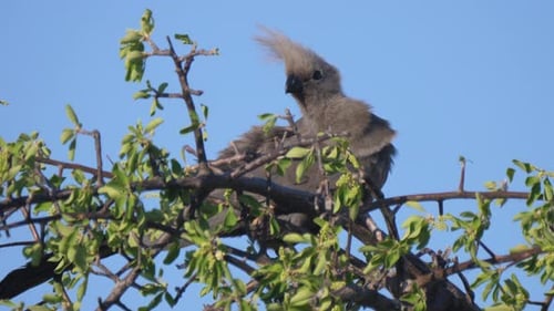 Grey go-away-bird in a tree