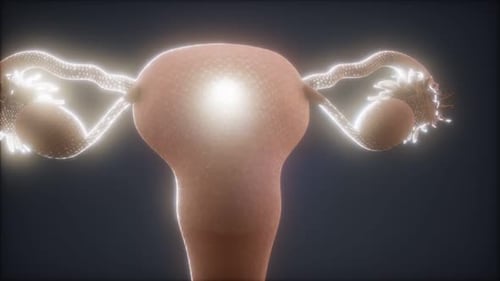 3D Animation of Female Uterus with Glowing Fallopian Tubes