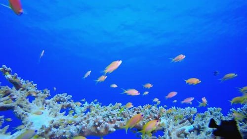 Underwater Coral Reef with Tropical Fish