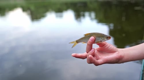 Small fish in women hand. Close up of holding fish against water