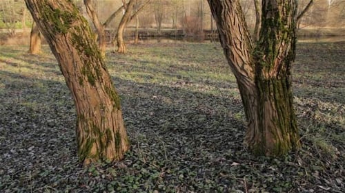 Bäume in der Nähe des Flusses